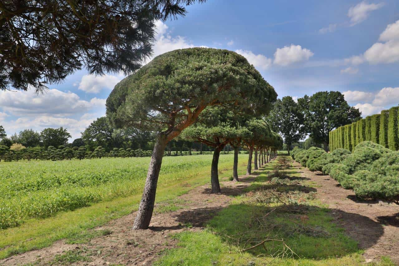 GartenKostbarkeiten aus Norddeutschland Fautz die